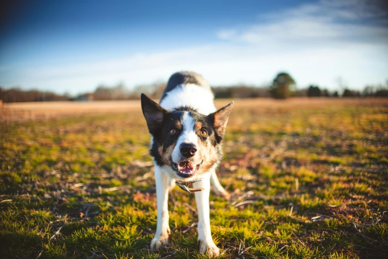 a dog is standing in the middle of a field