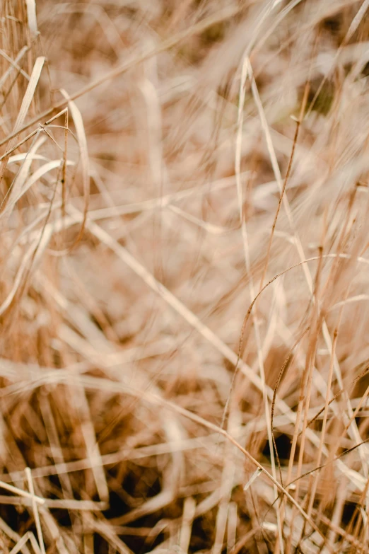 a yellow fire hydrant is sitting in the tall grass