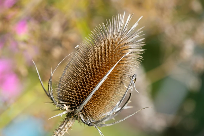 a thistle flower that is brown and white