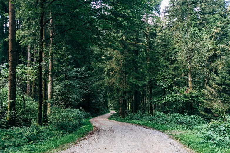 a dirt road leads to many trees in the woods