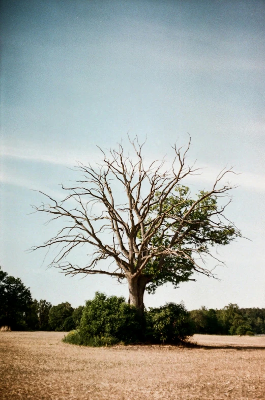 there is a tree with no leaves in the field