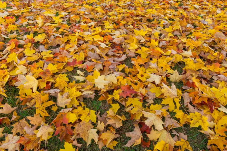 a ground covered in lots of leaf