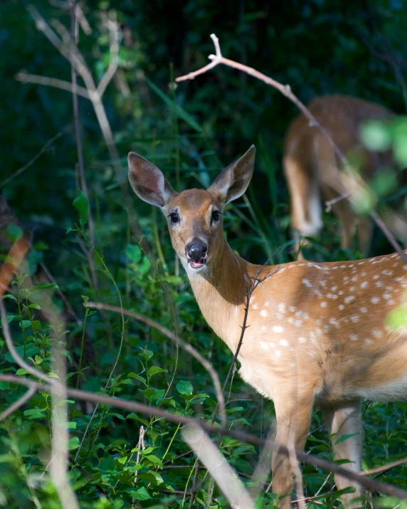 deer looking up from its feeding point in the woods