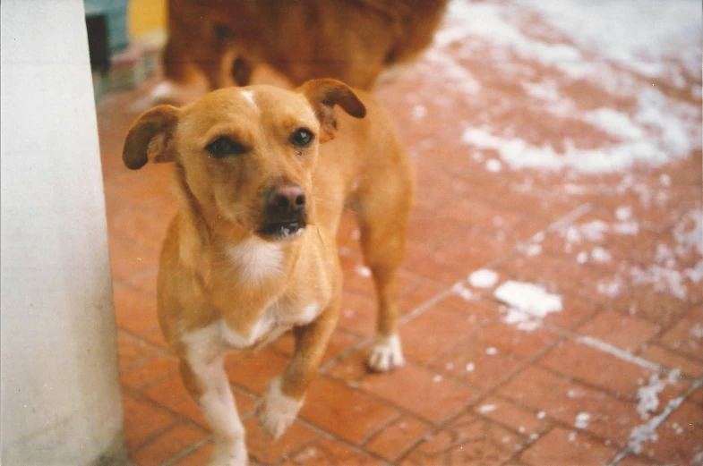 a brown and white dog on the sidewalk looking up