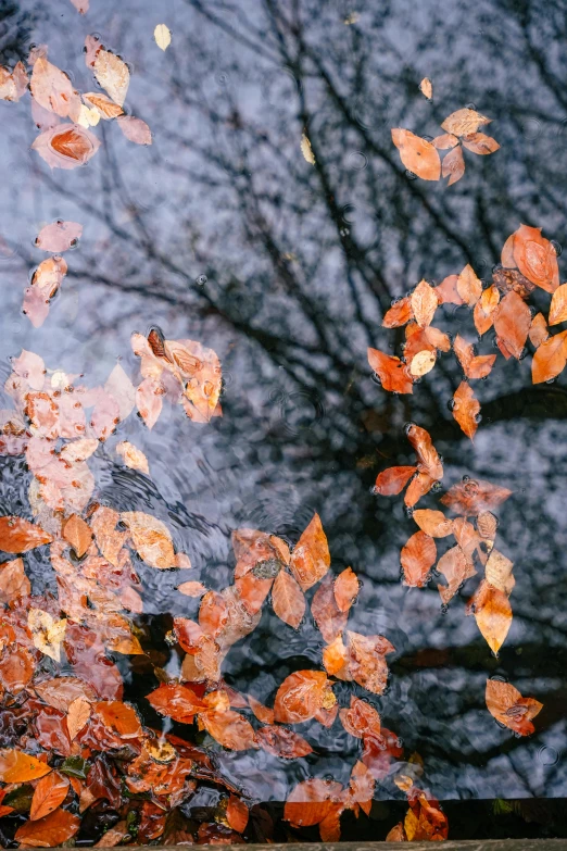 falling autumn leaves on the window of a car