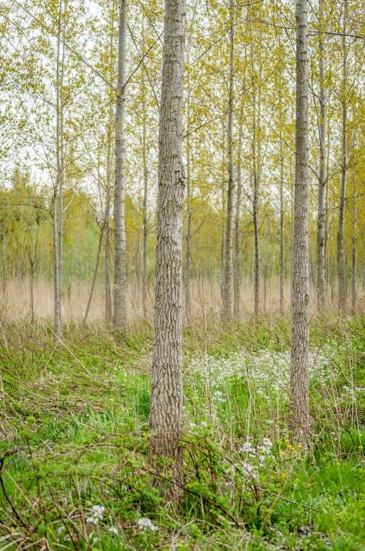 a forest with tall trees surrounded by lush grass