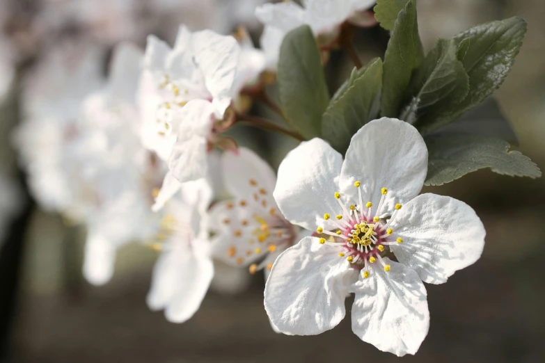 white flowers bloom on a nch in the woods