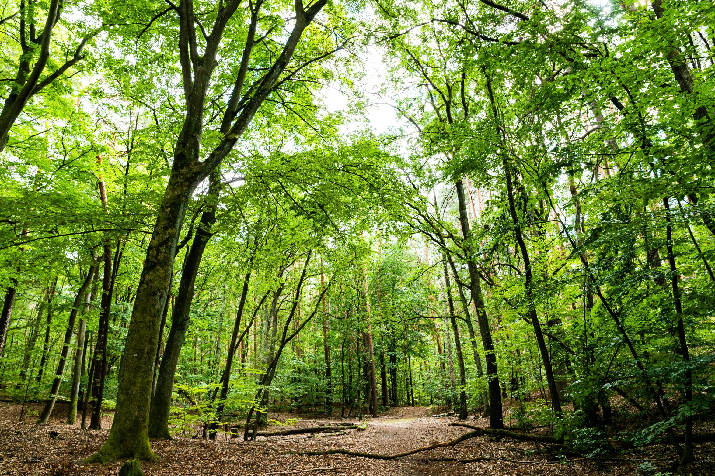 a path through a lush green forest filled with leaves