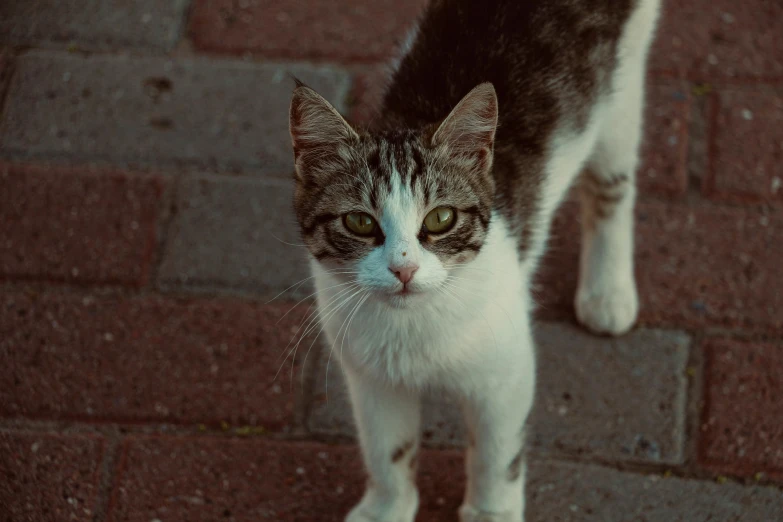 a close up of a cat on a brick surface