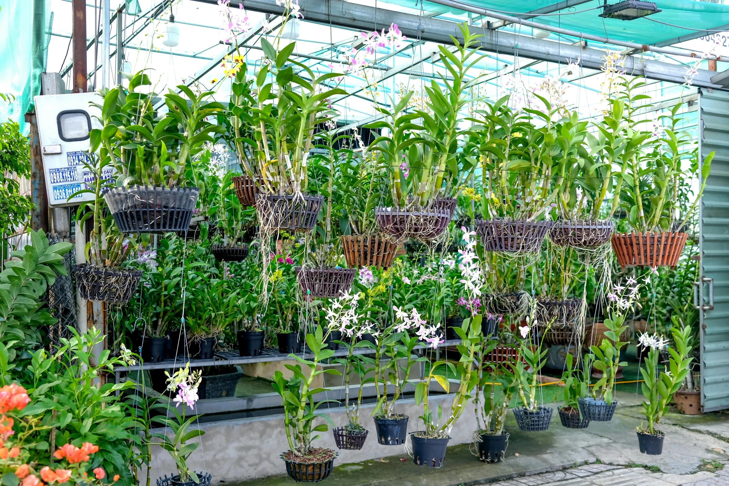 a large collection of various plants in a greenhouse