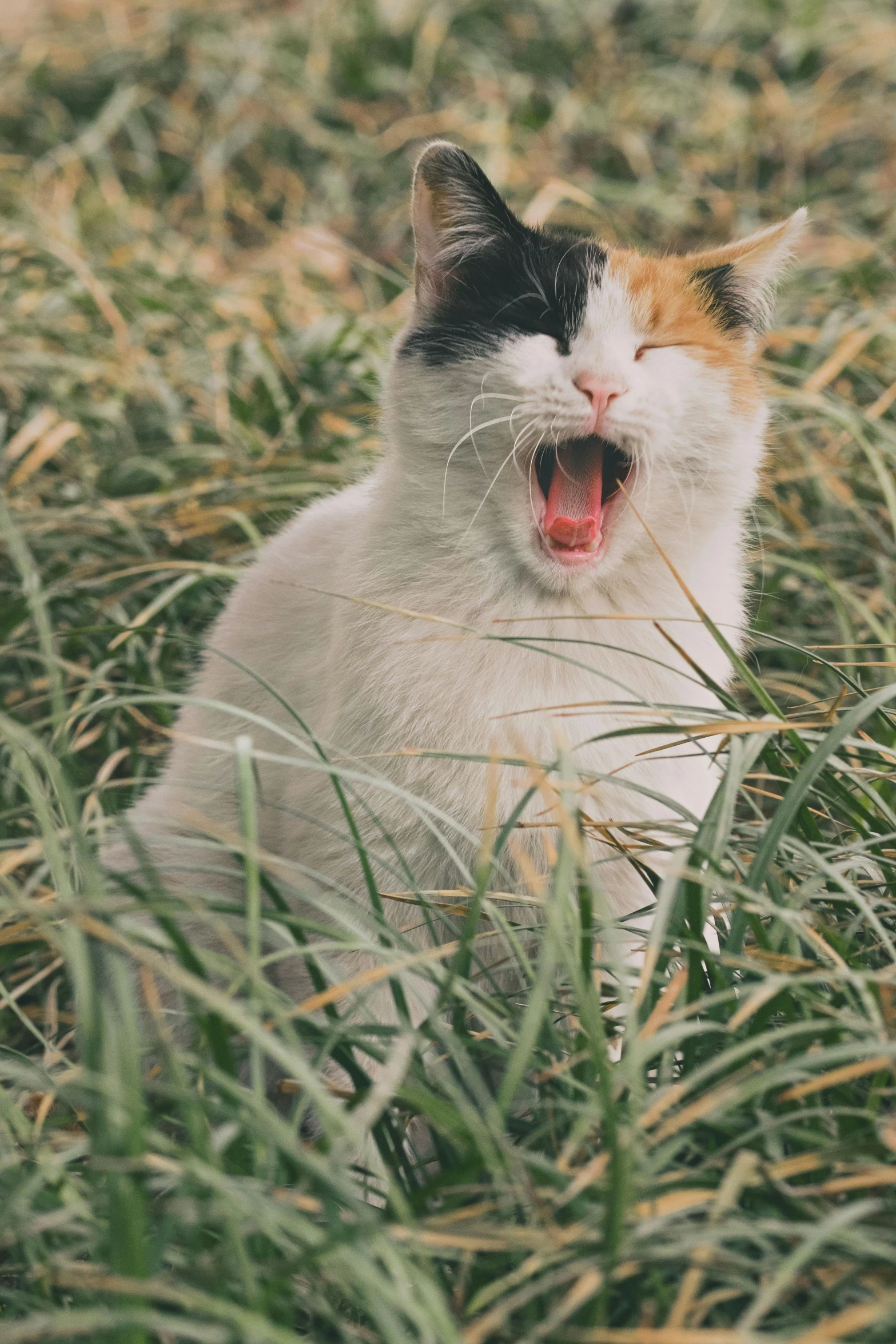 a white and orange cat yawning in a field