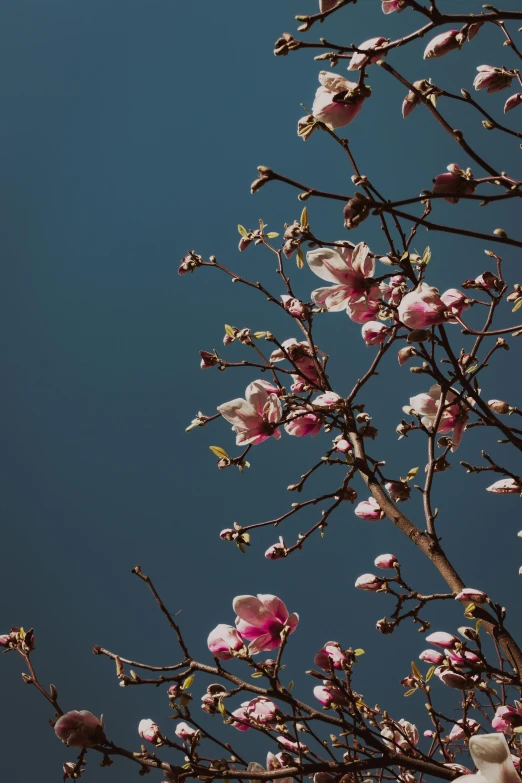 a beautiful spring tree has lots of blooming flowers