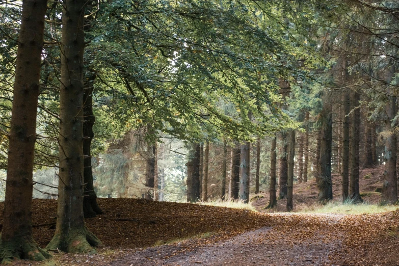 a path through the woods is covered by leaves