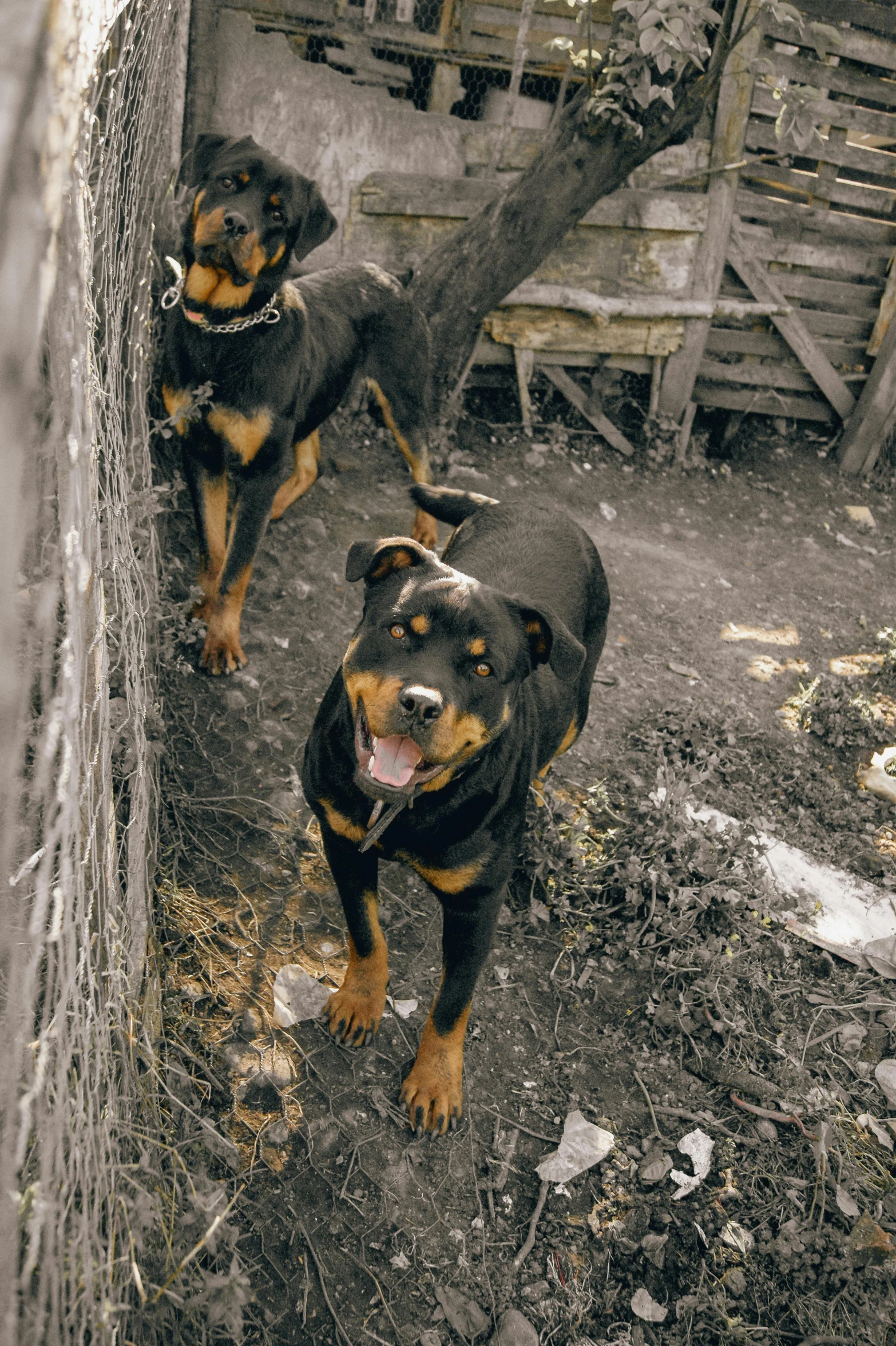 two dogs are staring in front of a brick fence