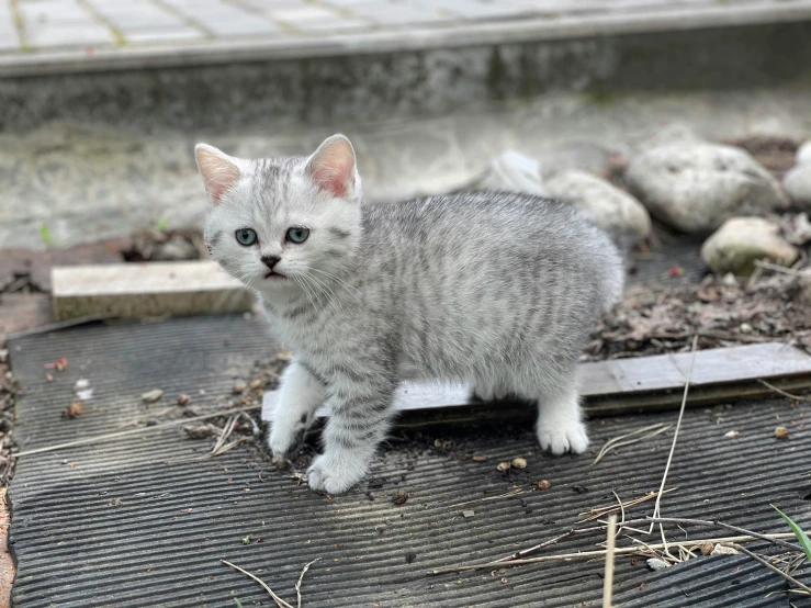 grey kitten standing on the ground outside