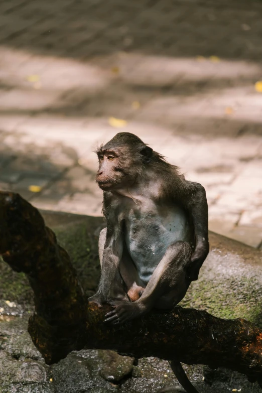 the monkey is sitting on a fallen tree nch