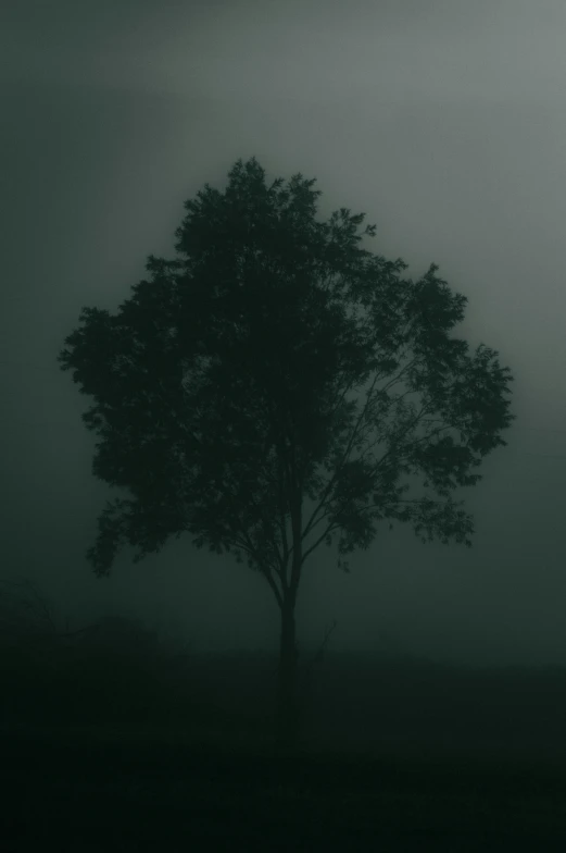 tree in fog, alone, overcast weather, tree silhouette