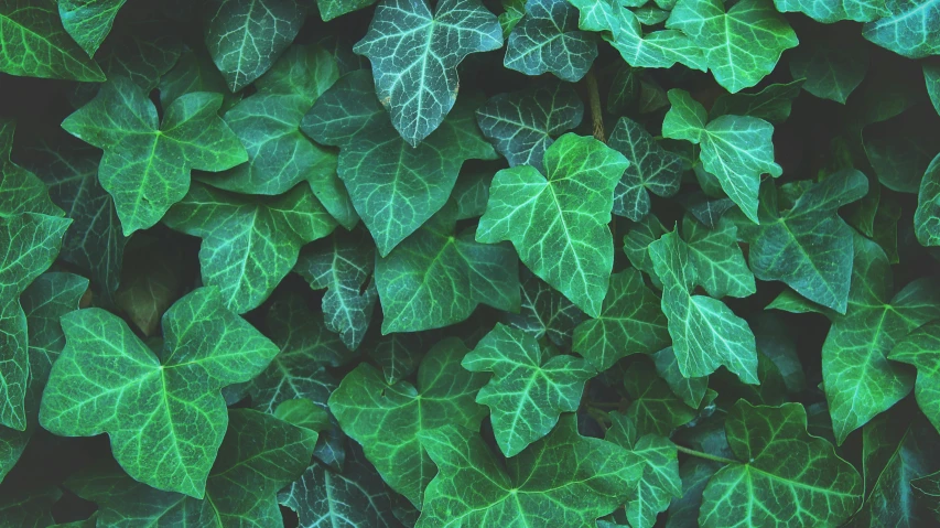 green leaves, close - up on a black background