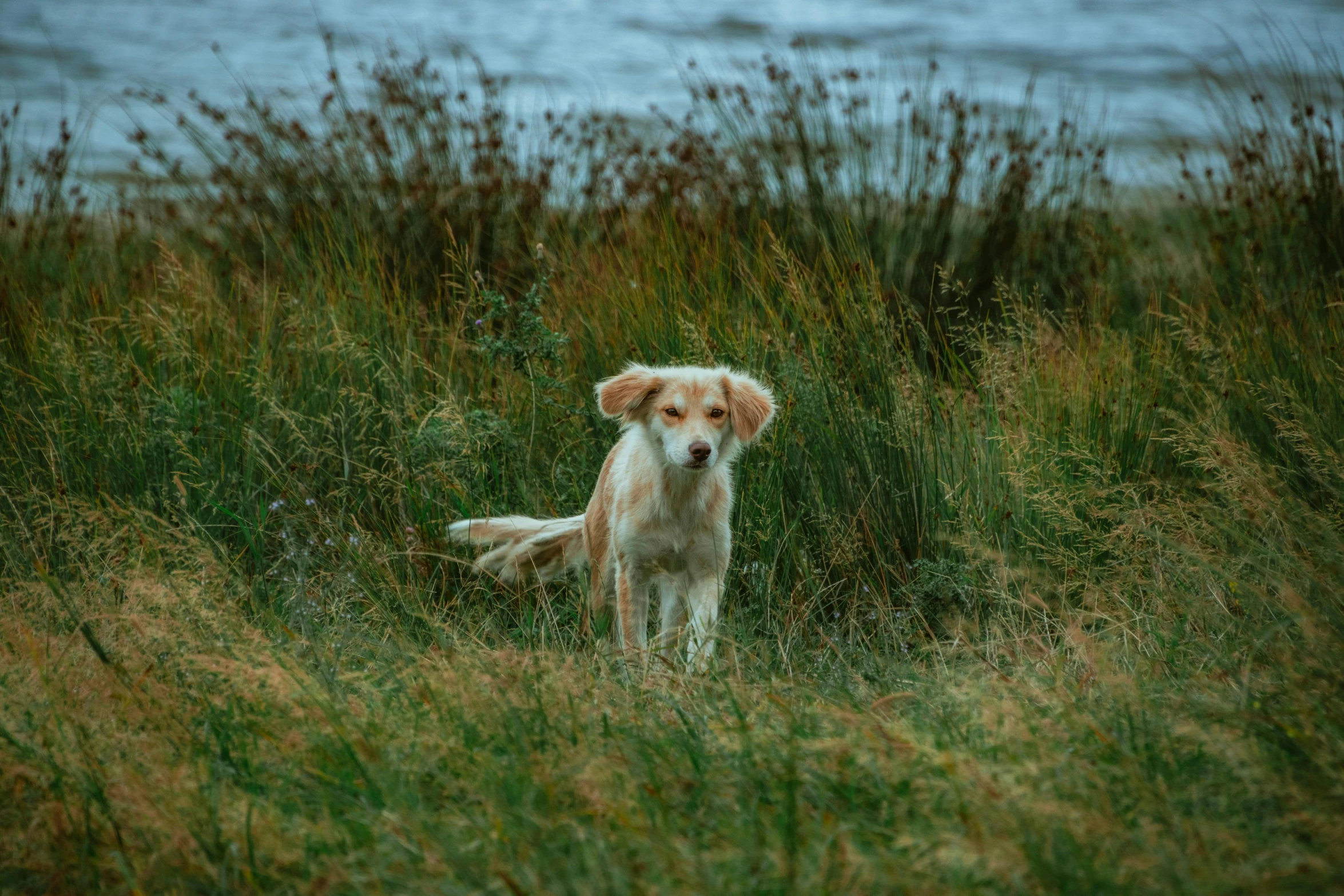 the dog is standing in tall grass by the water