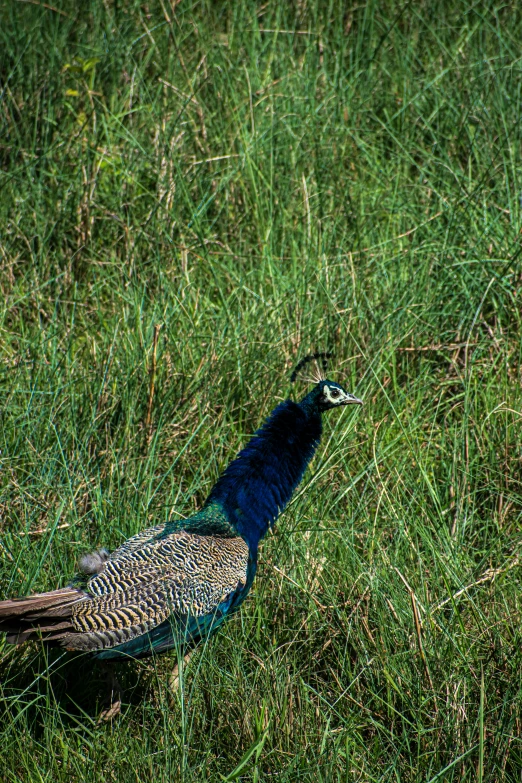 a peacock standing on top of a green field