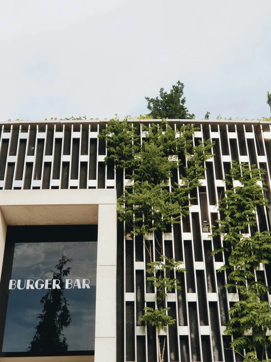 a tree has sprouts on the building's facade