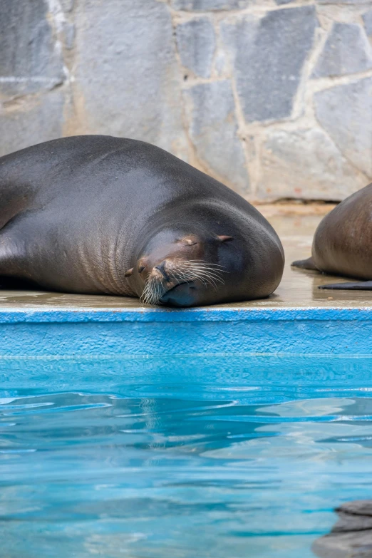 there are two sea lions laying on the edge of a pool