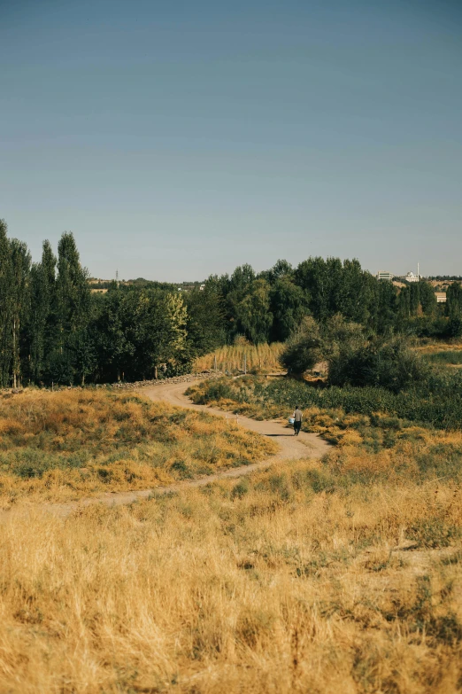 an area with dirt and grassy terrain, trees, and shrubs