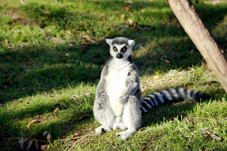 a lemur sitting on the grass watching soing