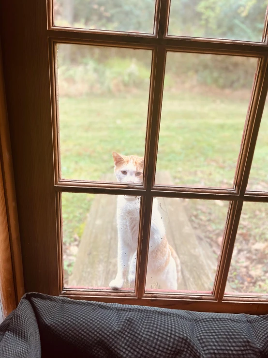 a cat that is looking out a window