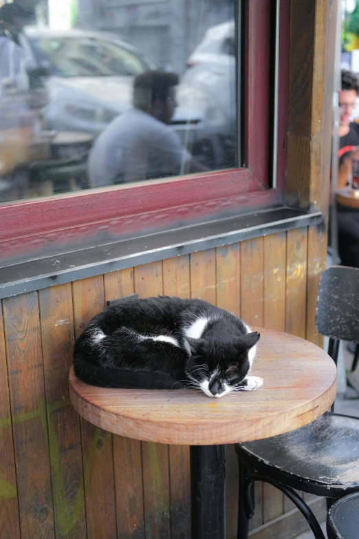 the cat is curled up sleeping on the table