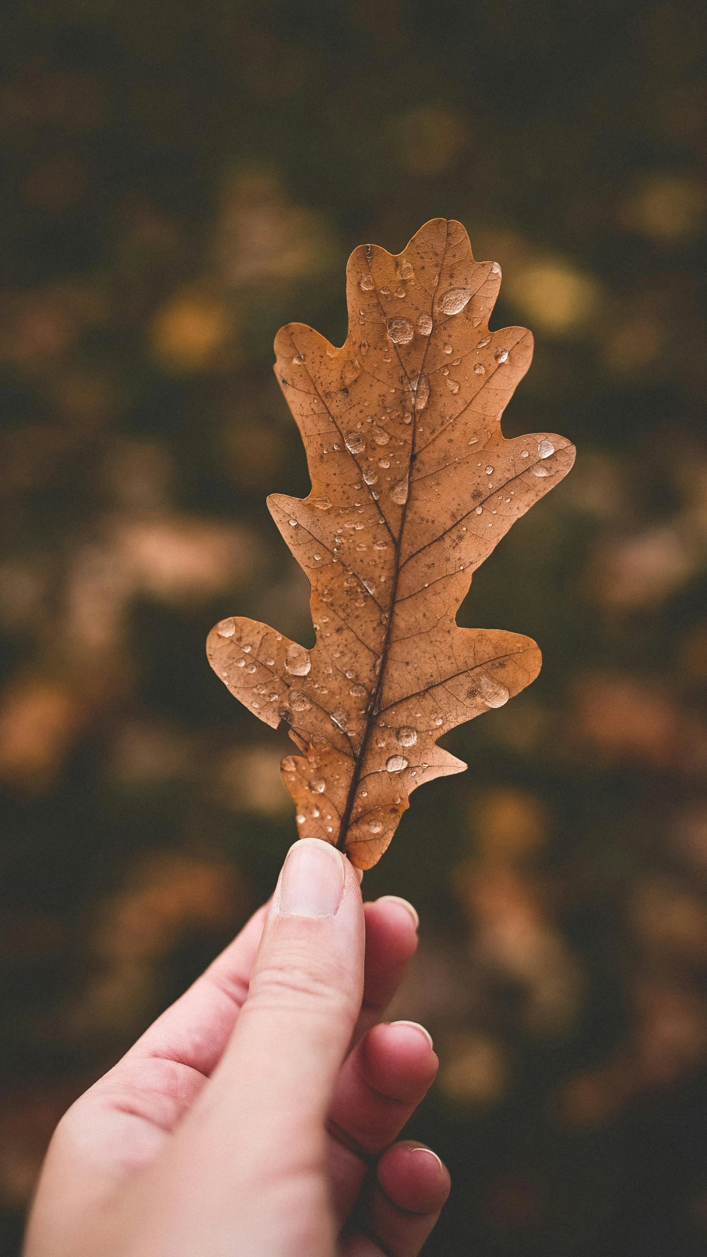 a woman's hand holding an autumn leaf