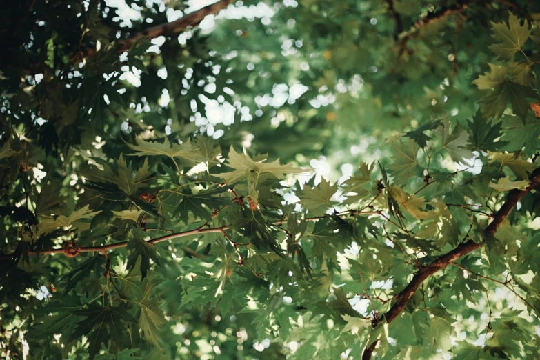 a large group of leaves in front of green and yellow trees