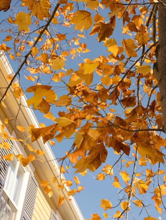 some trees outside a house with leaves on it