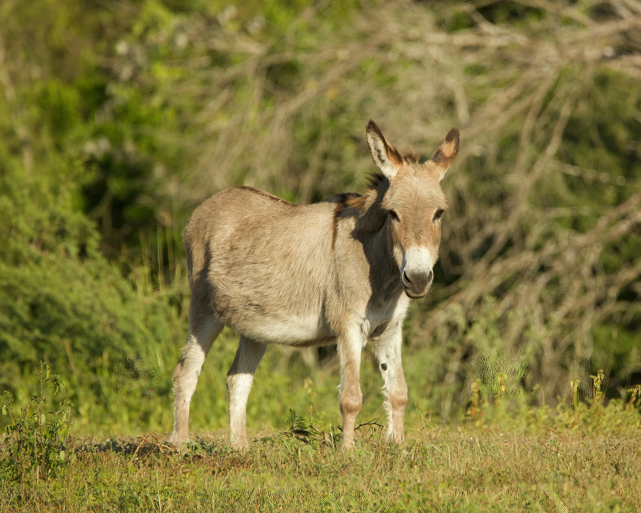 an image of a baby donkey standing in the grass