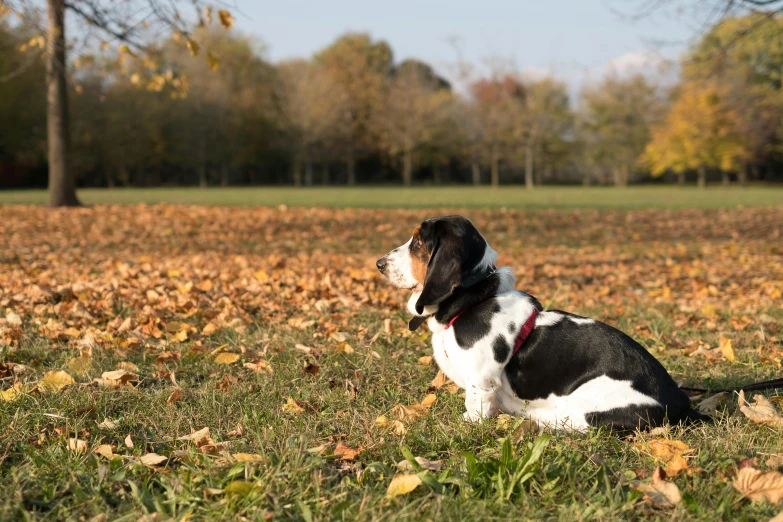 a dog sitting in a field of leaves