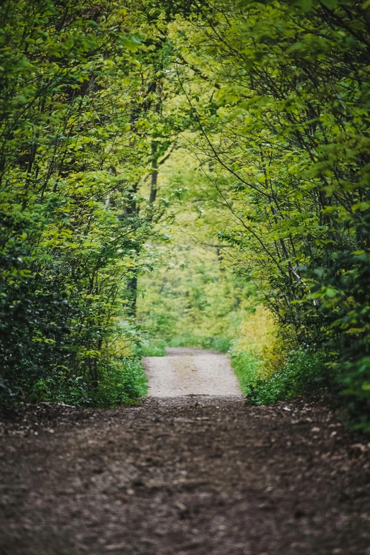 dirt road through a forested area with lots of trees on both sides