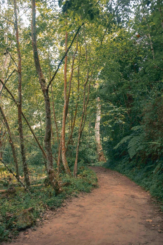 a trail going through the woods, and trees surrounding