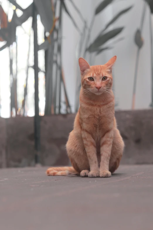 a cat sitting on the floor next to some plants