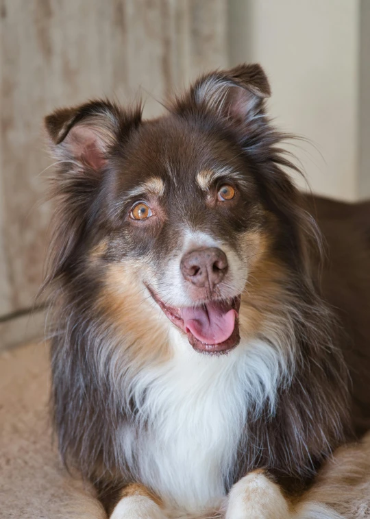 a dog with a large smile is laying on a carpet