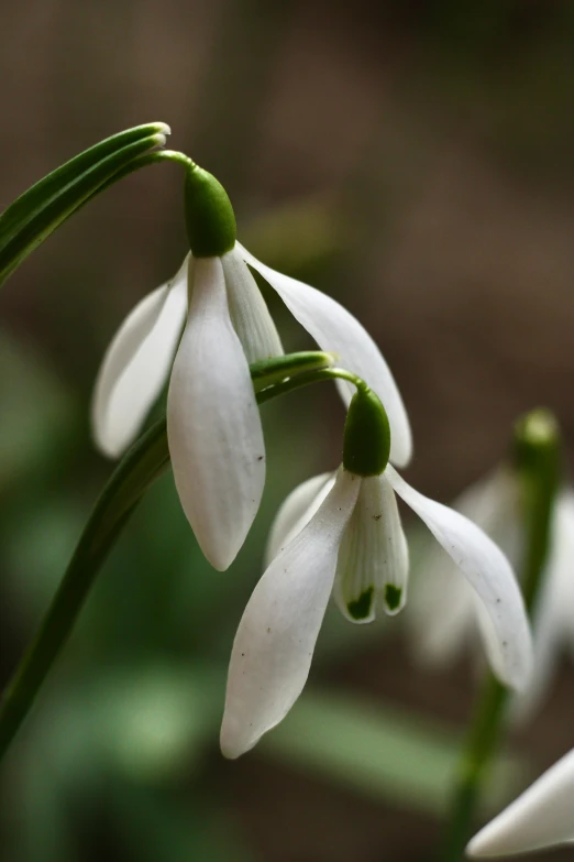 small white flowers with green tips are growing on a stalk