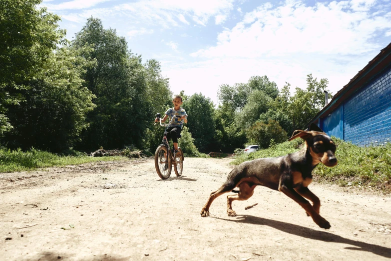 a dog running down a dirt road near a person on a bike