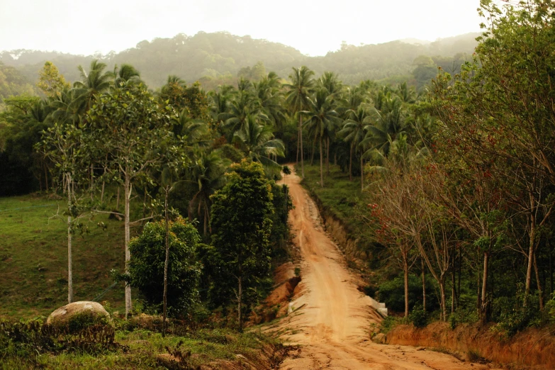 dirt road in jungle with trees and mountains behind
