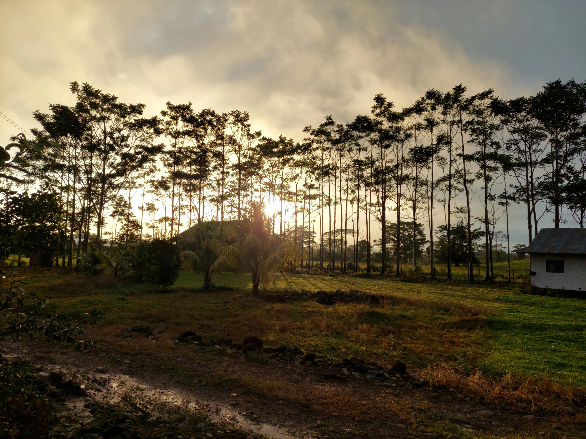 the sun shines through the trees over the field