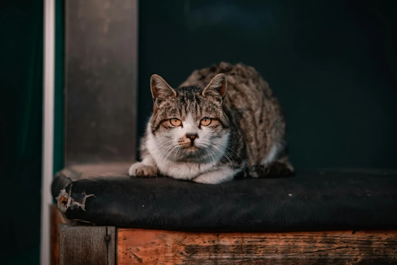 a cat sitting on top of a black cushion next to a window