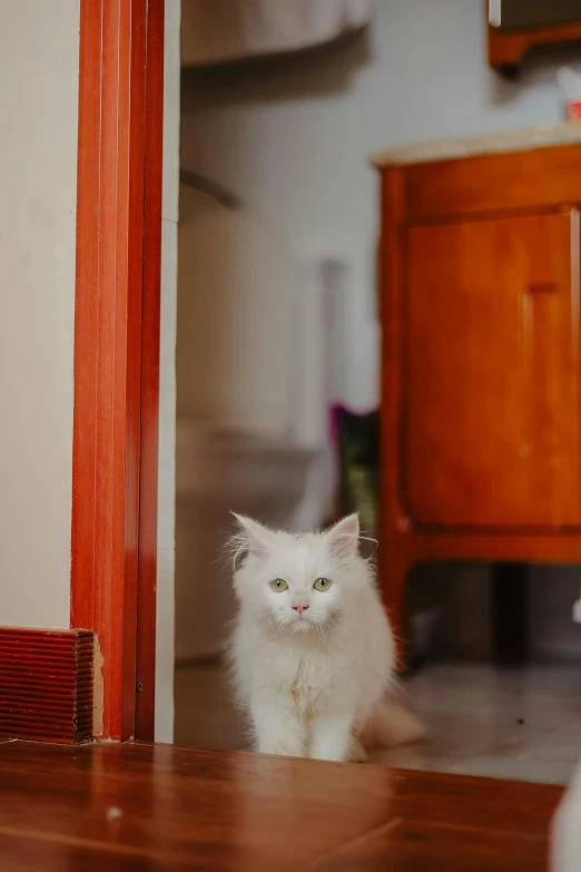 a cat is sitting in front of the door