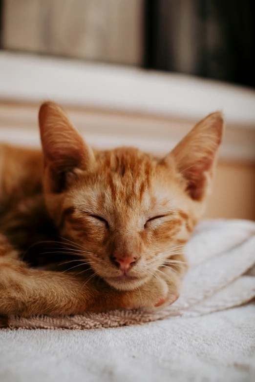an orange cat sleeping with it's eyes closed