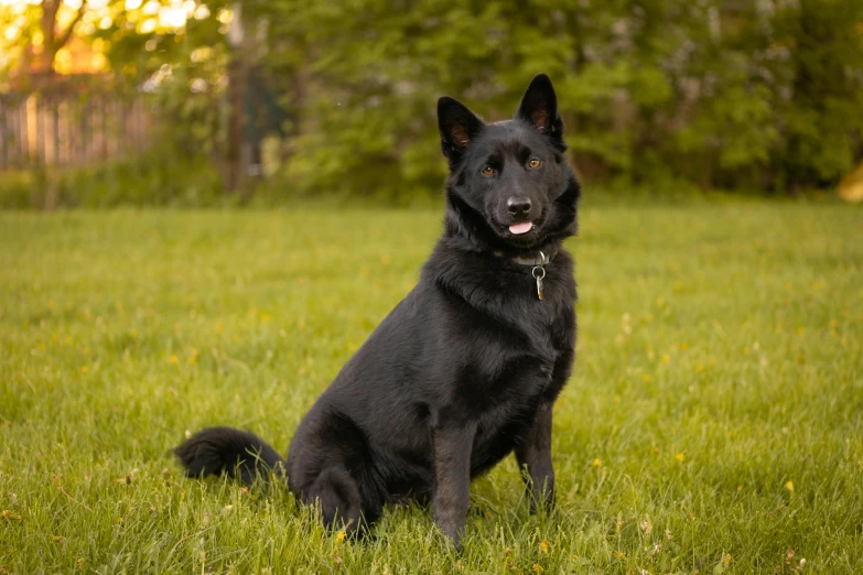 a black german shepherd sitting in a field