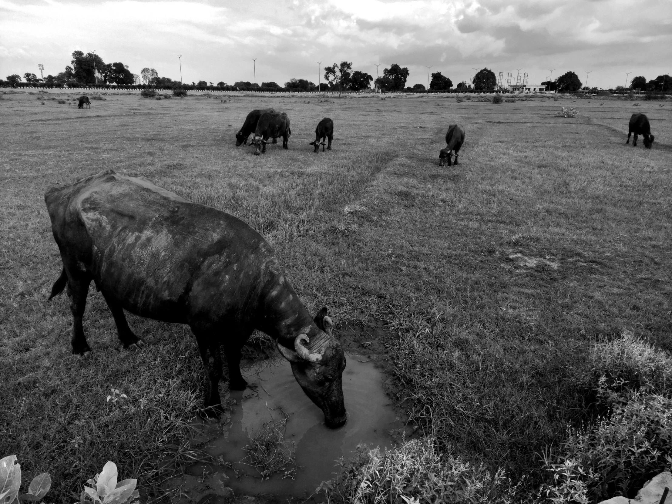 several different cows standing in the grass near one another