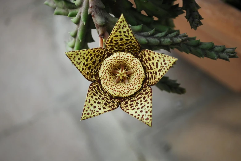 the yellow flower has very intricate patterns and is surrounded by green stems