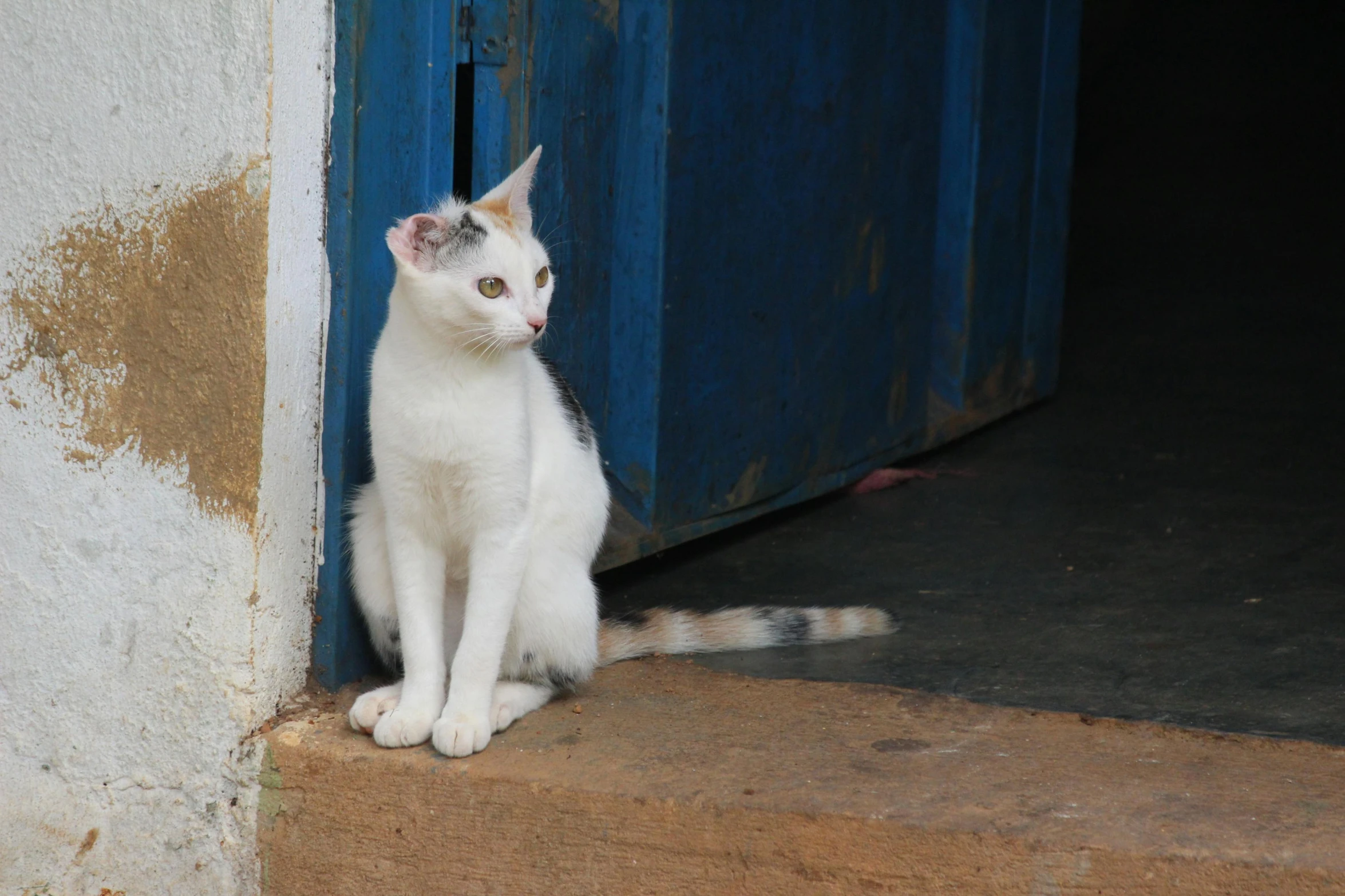 a white cat sitting outside the door to an open building